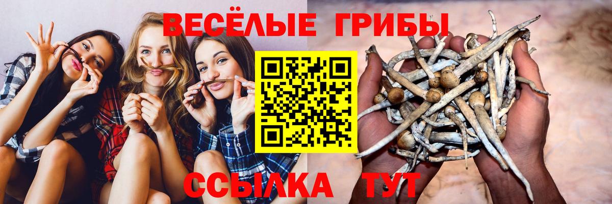 Псилоцибиновые грибы Psilocybe Майский